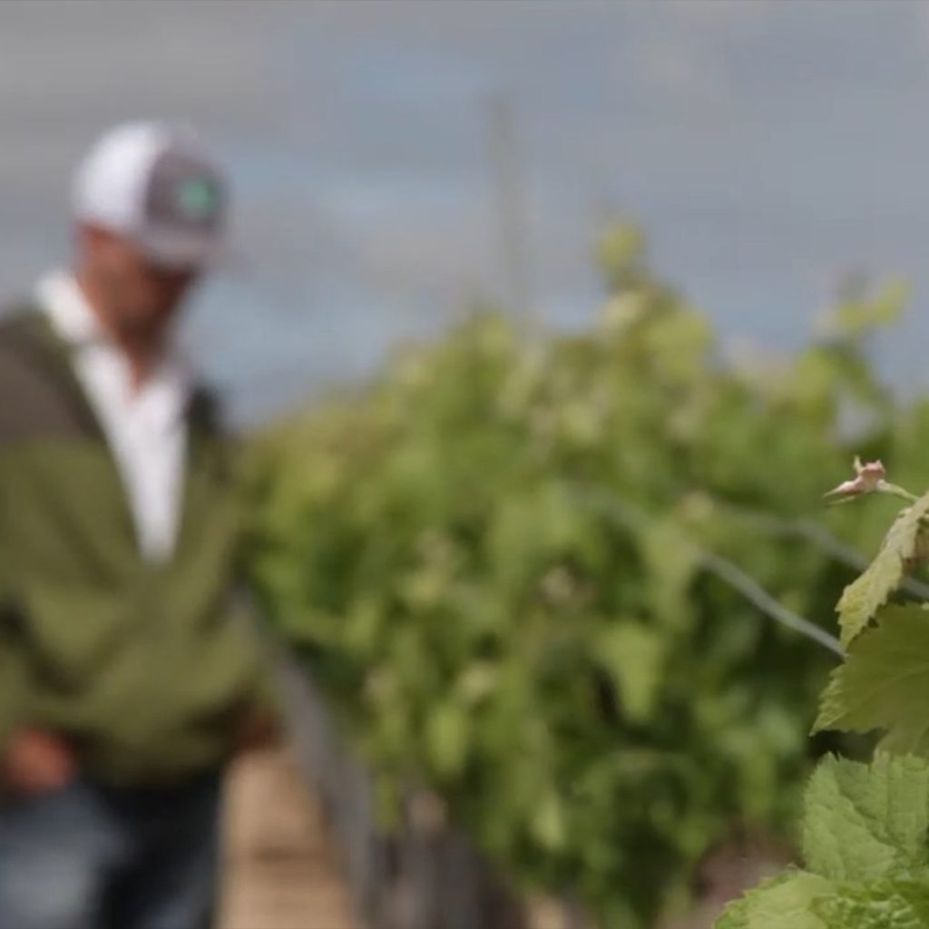 Grower inspecting vines in the field