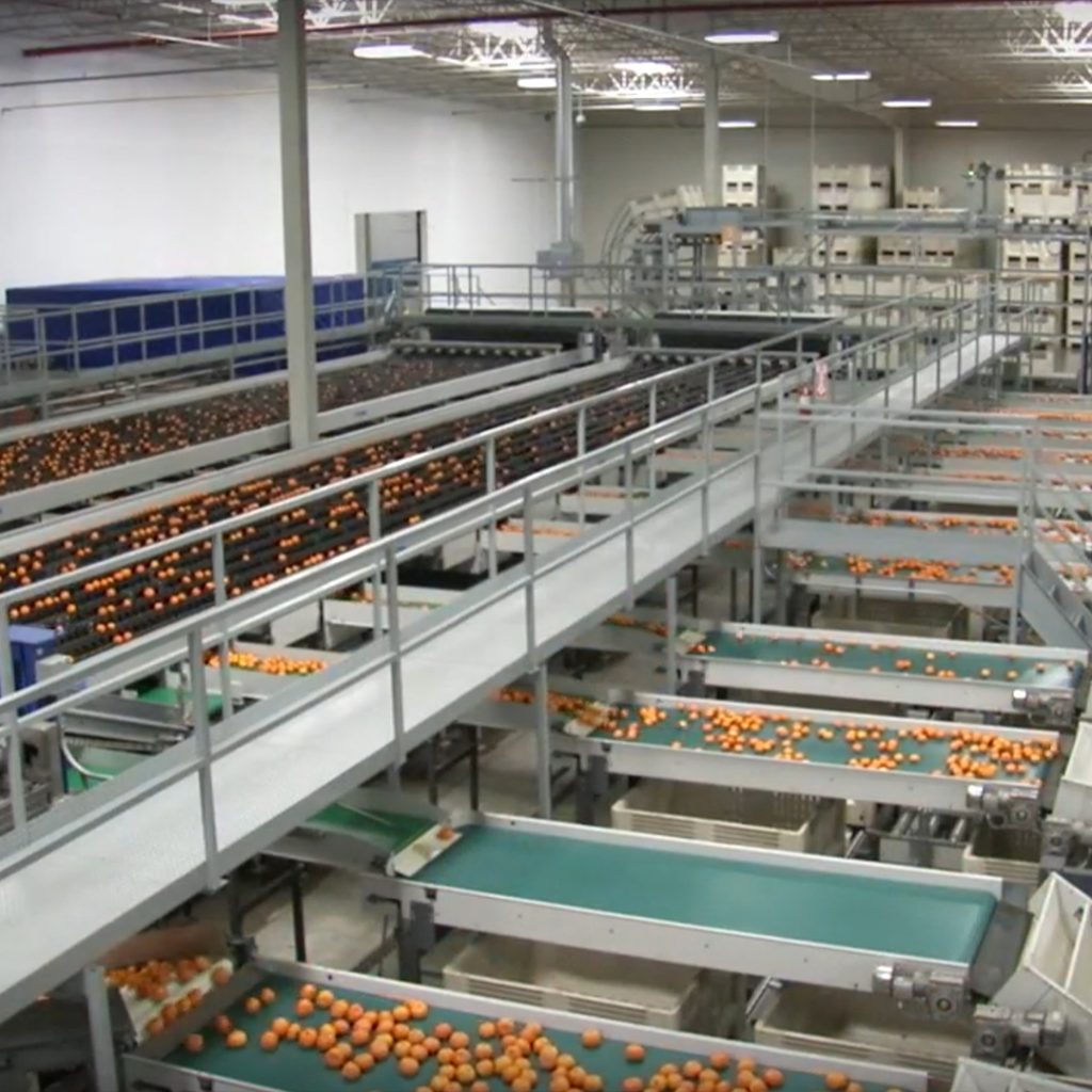 Citrus moving along packing lines in a packing house