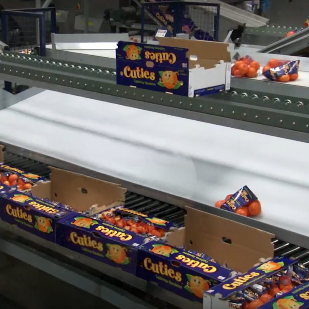 Boxes of Cuties mandarins on a packing line