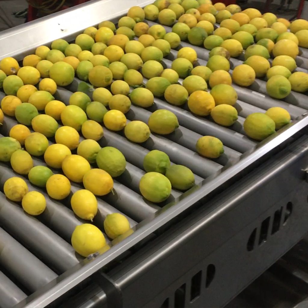 Lemons on a roller conveyor during sorting
