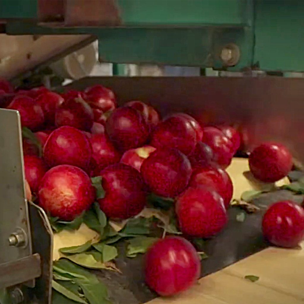 Freshly harvested red fruit on a processing line