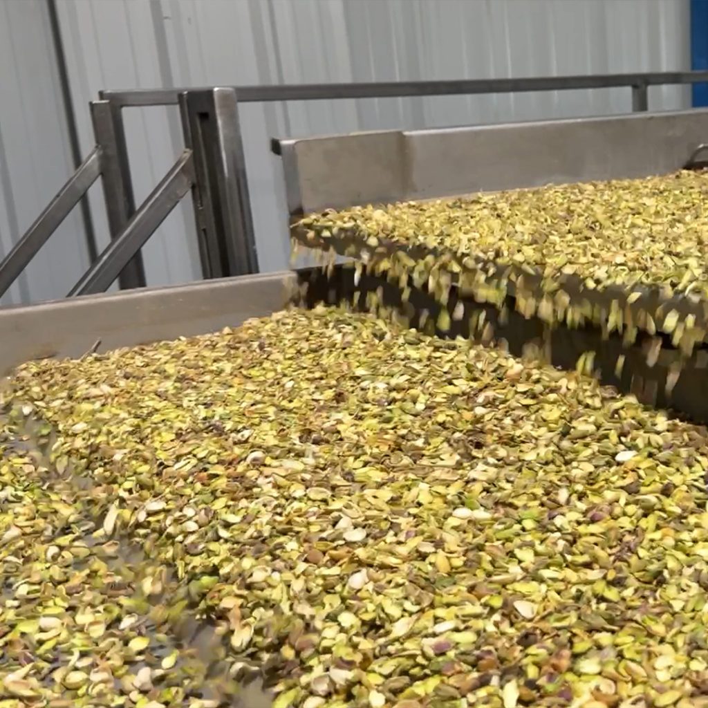 Pistachios pouring off processing equipment